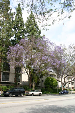 Pasadena, 2005-05-08