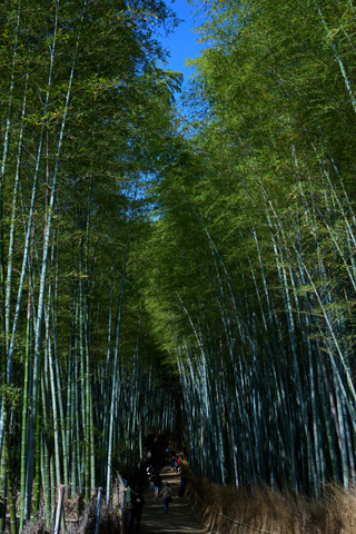 Kyoto 2024-05-18