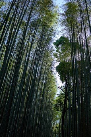 Kyoto 2024-05-18