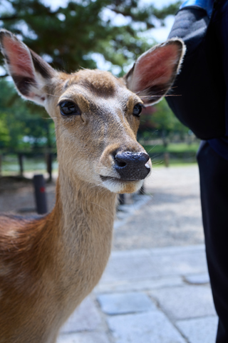 Nara 2024-05-21