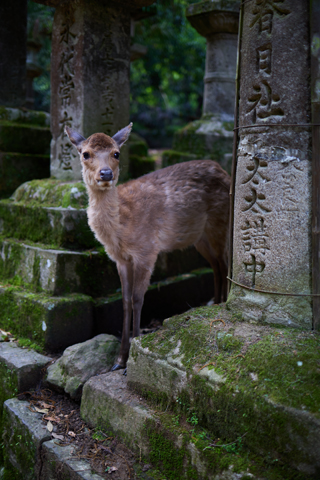 Nara 2024-05-21