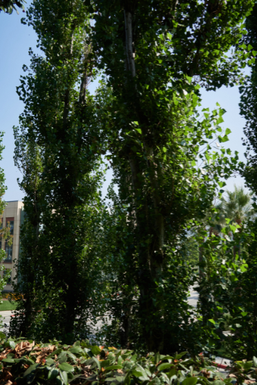 Glendale 2025-07-15