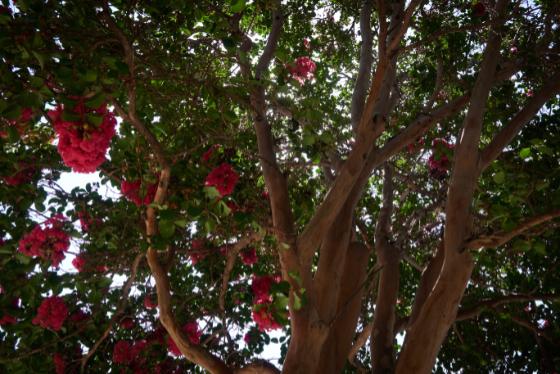 Monrovia 2025-08-10